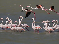 Zoo Lunaret + Sigean 18 i 19-09-10 2156 Zoo Lunaret + Sigean 18 i 19-09-10 2156