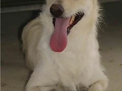 sali2 sali2