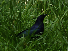 Molothrus bonariensis 4 (1-10-23 Zoo de Quito)