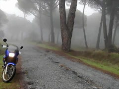 TransAlp 600