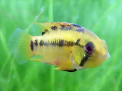 Apistogramma hongsloi 2