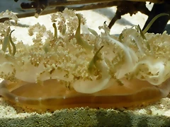 Cassiopea xamachana Cassiopea xamachana