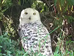 CANTABRIA (cabarceno y zoo de santillana) 419