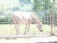 CANTABRIA (cabarceno y zoo de santillana) 247