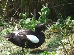 CANTABRIA (cabarceno y zoo de santillana) 492