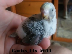 6 pollo  7-9-2011