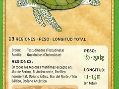 tortuga verde