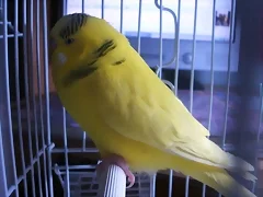 pio de collar