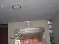 VOLANDO VOLANDO