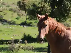 17, retrato de caballo