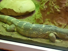 Varanus albigularis (31-7-21 Oasys Mini Hollywood) Varanus albigularis (31-7-21 Oasys Mini Hollywood)