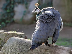 Zoo de Barcelona 03-01-12 068 Zoo de Barcelona 03-01-12 068