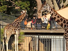 Zoo de Barcelona 03-01-12 155 Zoo de Barcelona 03-01-12 155