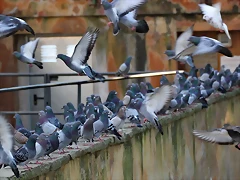 Zoo de Barcelona 03-01-12 308 Zoo de Barcelona 03-01-12 308