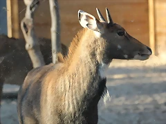 Zoo de Barcelona 03-01-12 259 Zoo de Barcelona 03-01-12 259
