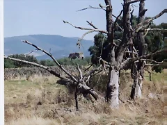 ARCOCAPARRA1