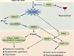 reveratrol y pde