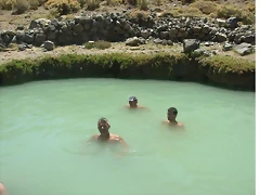 cerdos salvajes