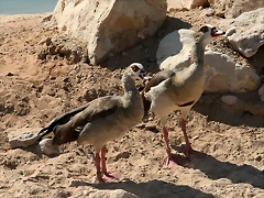 Al Ain Zoo - Atlantis - 19-12-08 042 Al Ain Zoo - Atlantis - 19-12-08 042