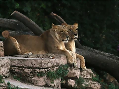 Zoo de Barcelona 27-11-2010 1227 Zoo de Barcelona 27-11-2010 1227