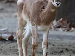 Zoo Barcelona 23-11-11 i 25-11-11 655