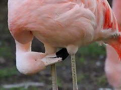 Zoo Barcelona 23-11-11 i 25-11-11 638