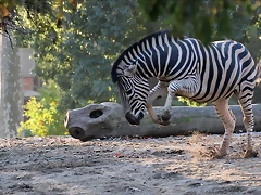 Zoo Barcelona 23-11-11 i 25-11-11 802