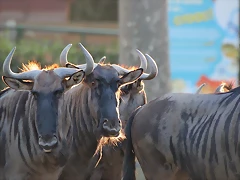 Zoo Barcelona 23-11-11 i 25-11-11 826