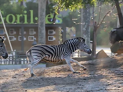 Zoo Barcelona 23-11-11 i 25-11-11 850