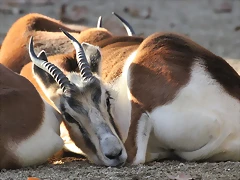 Zoo Barcelona 23-11-11 i 25-11-11 676