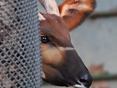 Zoo Barcelona 23-11-11 i 25-11-11 707