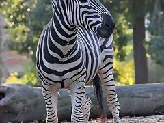 Zoo Barcelona 23-11-11 i 25-11-11 814