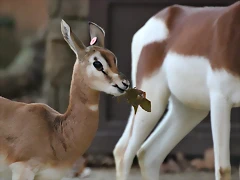 Zoo Barcelona 23-11-11 i 25-11-11 659
