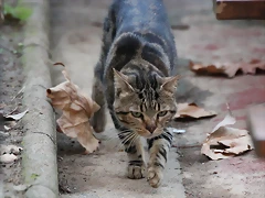 Zoo Barcelona 23-11-11 i 25-11-11 710