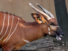Zoo Barcelona 23-11-11 i 25-11-11 721