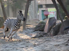 Zoo Barcelona 23-11-11 i 25-11-11 794