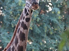 Zoo Barcelona 23-11-11 i 25-11-11 1002