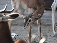 Zoo Barcelona 23-11-11 i 25-11-11 666