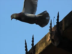 Zoo Barcelona 23-11-11 i 25-11-11 628