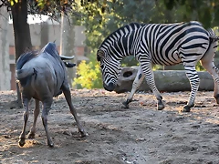 Zoo Barcelona 23-11-11 i 25-11-11 805
