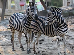Zoo Barcelona 23-11-11 i 25-11-11 836