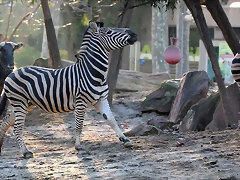 Zoo Barcelona 23-11-11 i 25-11-11 858