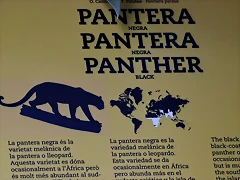 Zoo Barcelona 23-11-11 i 25-11-11 602
