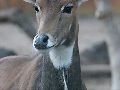 Zoo Barcelona 23-11-11 i 25-11-11 613