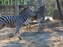 Zoo Barcelona 23-11-11 i 25-11-11 876