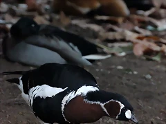 Zoo Barcelona 23-11-11 i 25-11-11 1015