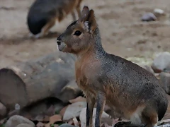 Zoo Barcelona 23-11-11 i 25-11-11 626