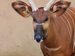 Zoo Barcelona 23-11-11 i 25-11-11 704