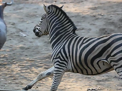 Zoo Barcelona 23-11-11 i 25-11-11 786