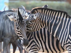 Zoo Barcelona 23-11-11 i 25-11-11 873